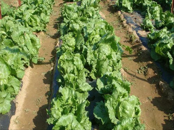 城市蔬菜與農(nóng)村蔬菜的區(qū)別。